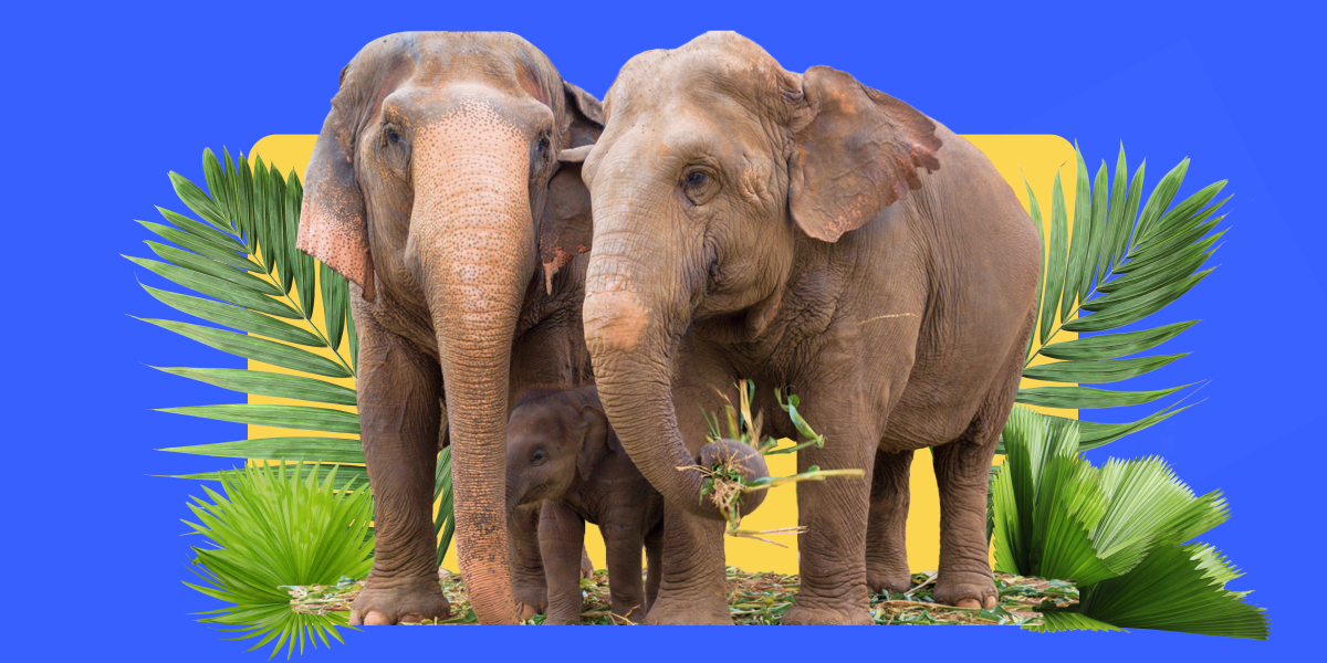 PrimeXBT donates to the Save Elephant Foundation Thailand - Local sponsorships charities Thailand Save Elephant Foundation  1200x600 28 08 2024 02 1